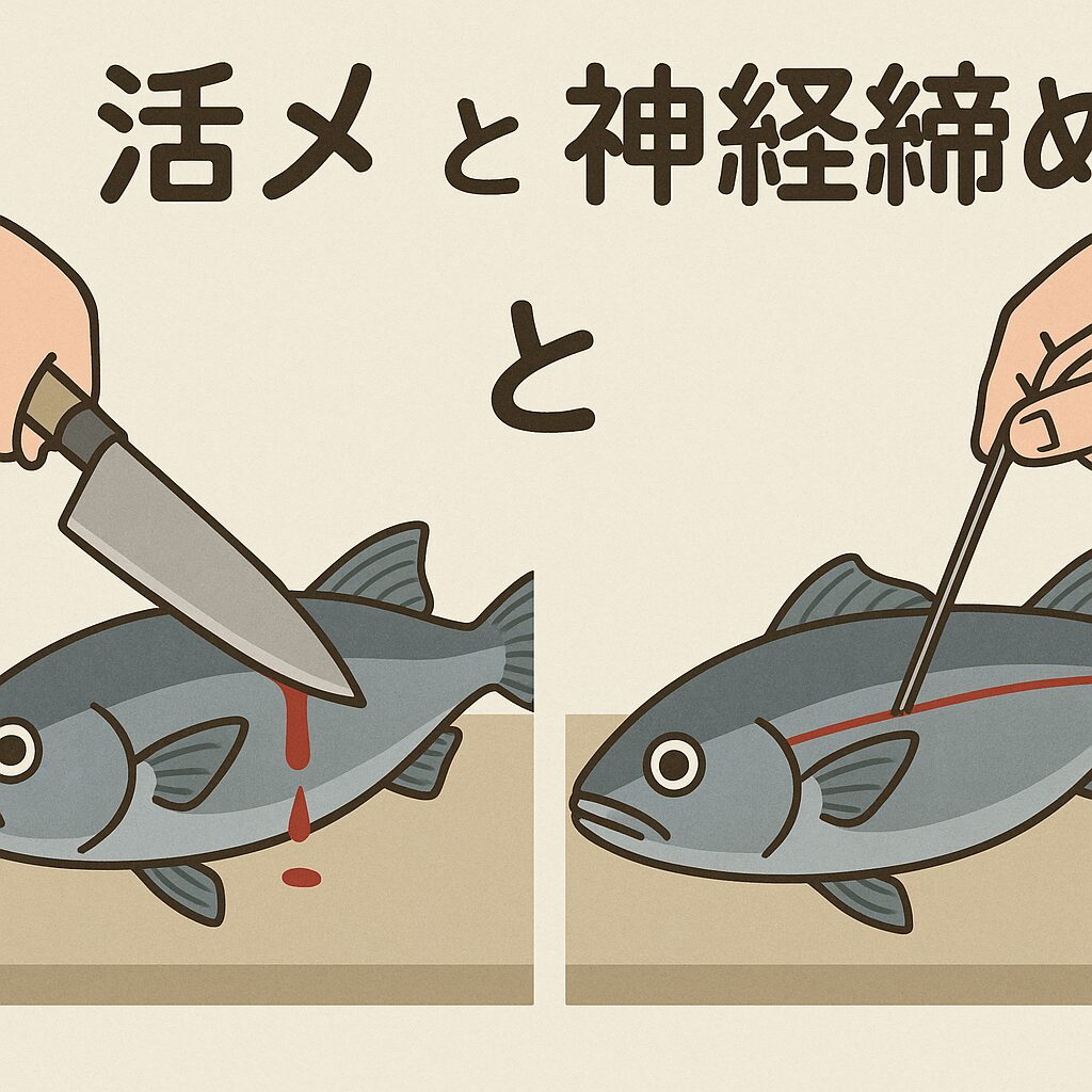 活魚の鮮度を極限まで引き出す！「活〆」と「神経締め」の徹底比較。釣太郎