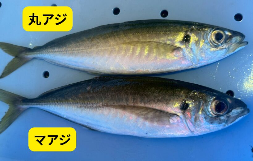 【写真で比較】真アジと丸アジの違いとは？プロが教える見分け方と味の違い！釣太郎