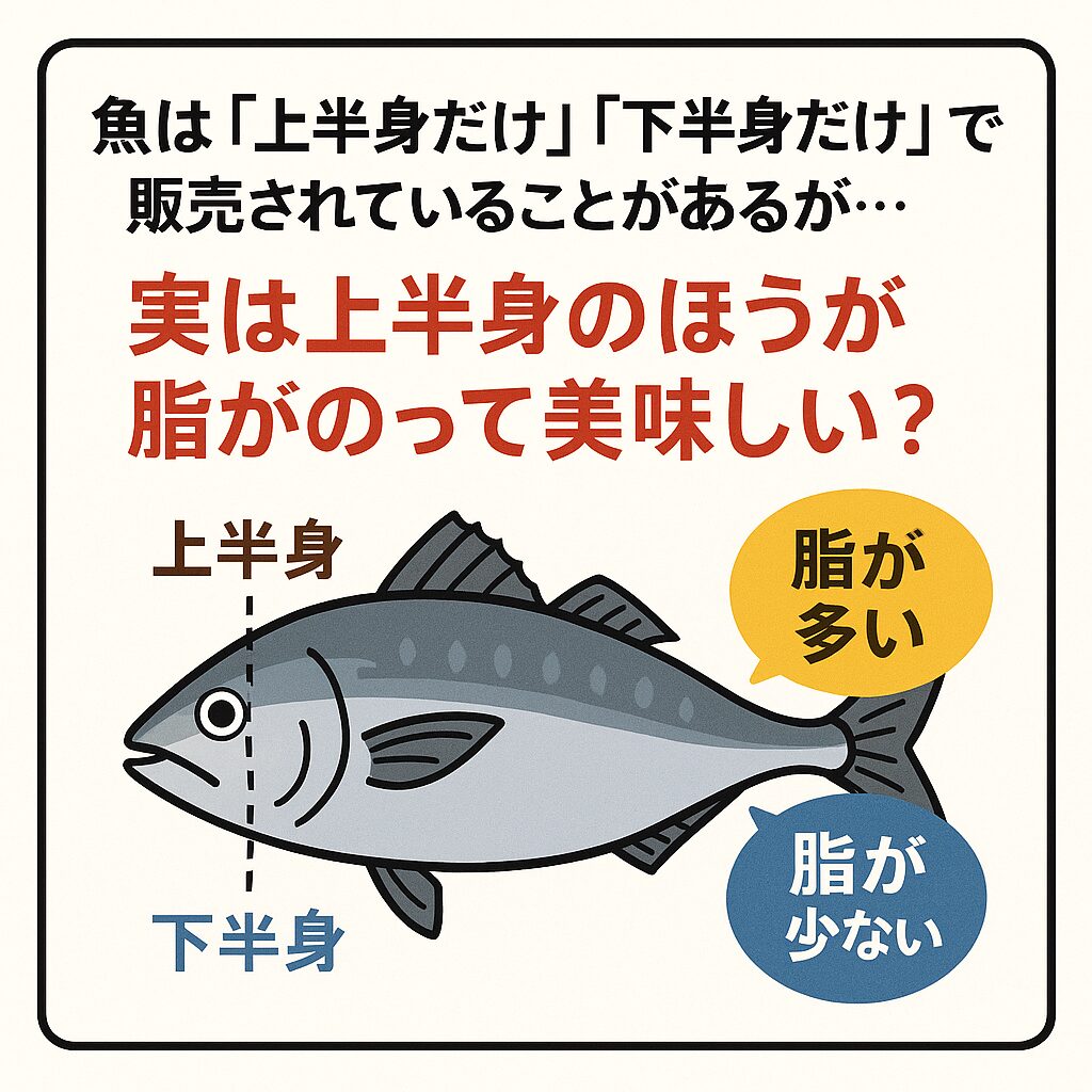 大物魚の柵は「背」より「腹」のほうが断然うまい！釣太郎