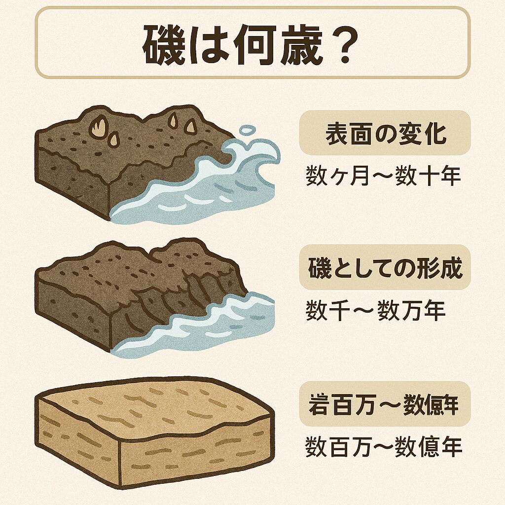 磯は何歳？どれくらいの期間がかかっている？釣太郎