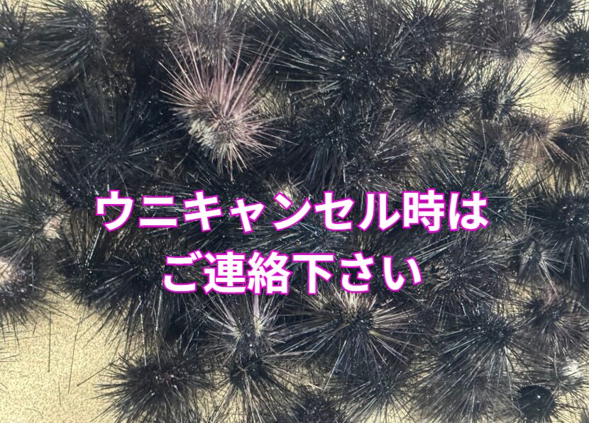 ウニの予約、キャンセル時はご連絡下さい。釣太郎
