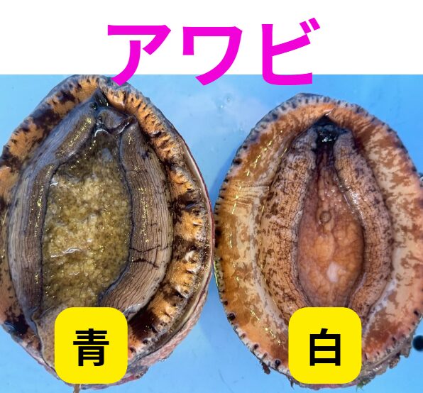 【白アワビと青アワビ】見た目はそっくりでも価値が違う！？釣り人・グルメ必見の徹底解説。釣太郎