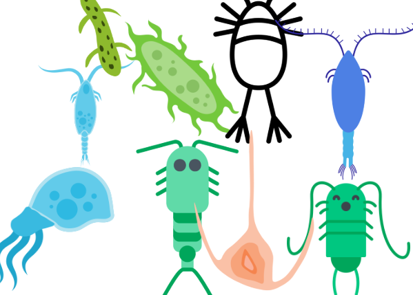 クラゲもプランクトン？その理由をやさしく解説｜漂う生き物の正体とは？釣太郎