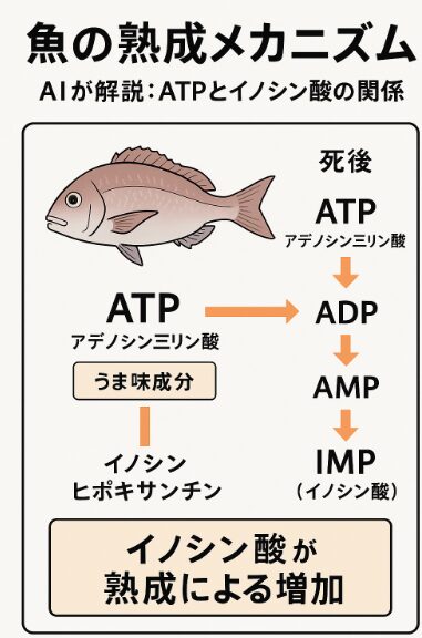 【AIが解説】魚の熟成メカニズムとは？ATPからイノシン酸への変化が“旨味”の秘密！釣太郎