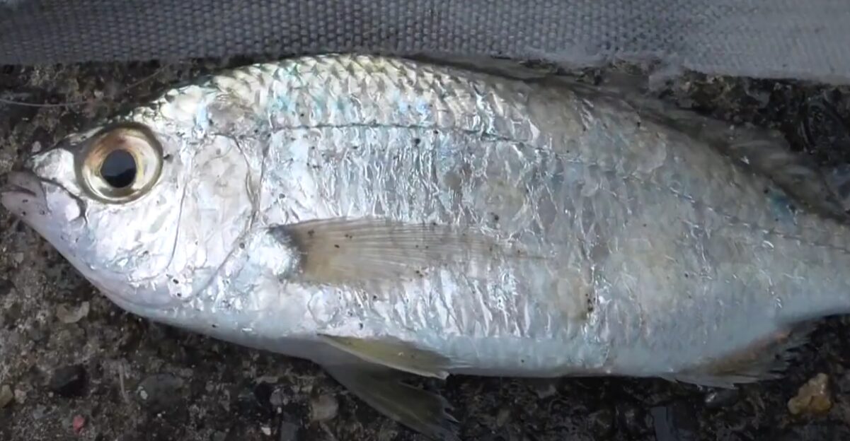 キラキラ光る謎の小魚？「クロサギ」の特徴とは【釣り人必見／外道だけど実は美味い？】釣太郎