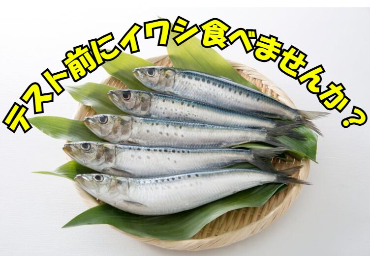 【テスト前の脳に効く！】DHA・EPAで集中力アップ！？イワシ・サバ・アジの“頭が良くなる魚”パワー紹介。釣太郎