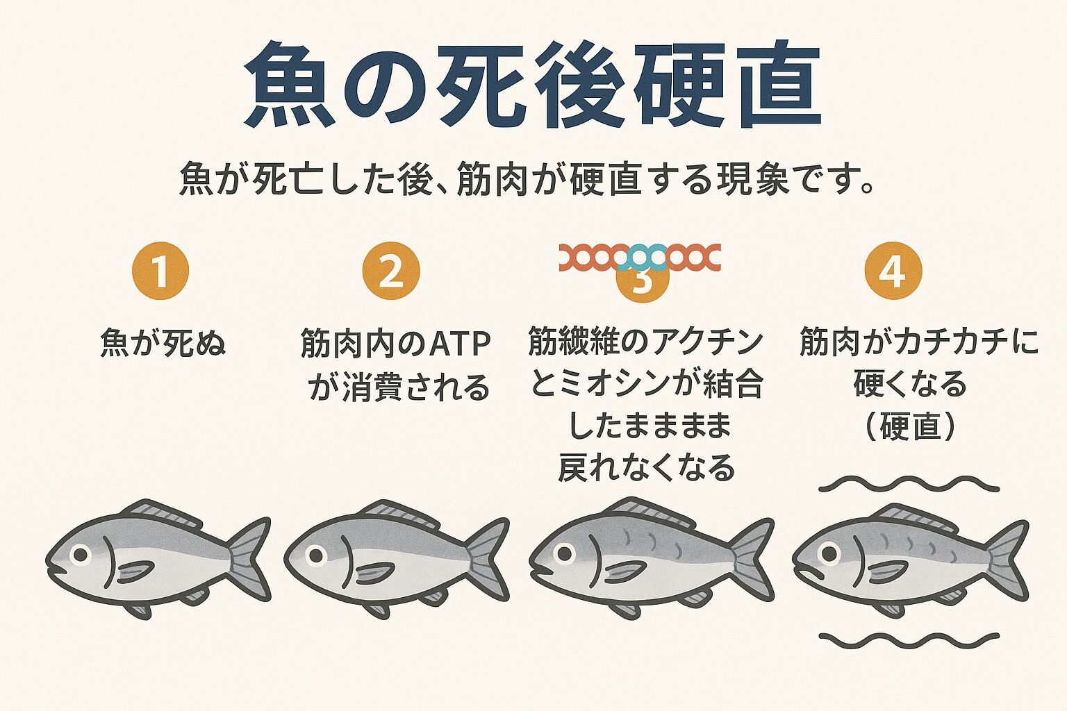 魚の味や鮮度は「死後硬直の知識」によって左右されます。釣太郎
