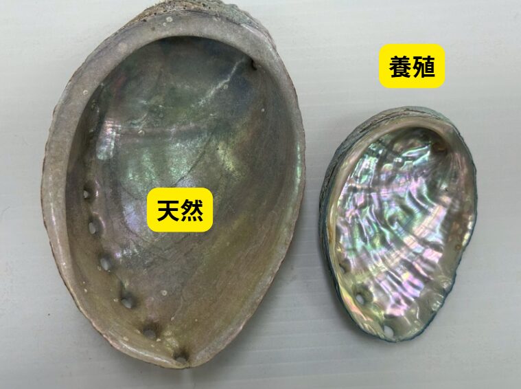 【プロが教える】アワビの殻の内側で「天然」と「養殖」を見分ける方法。釣太郎