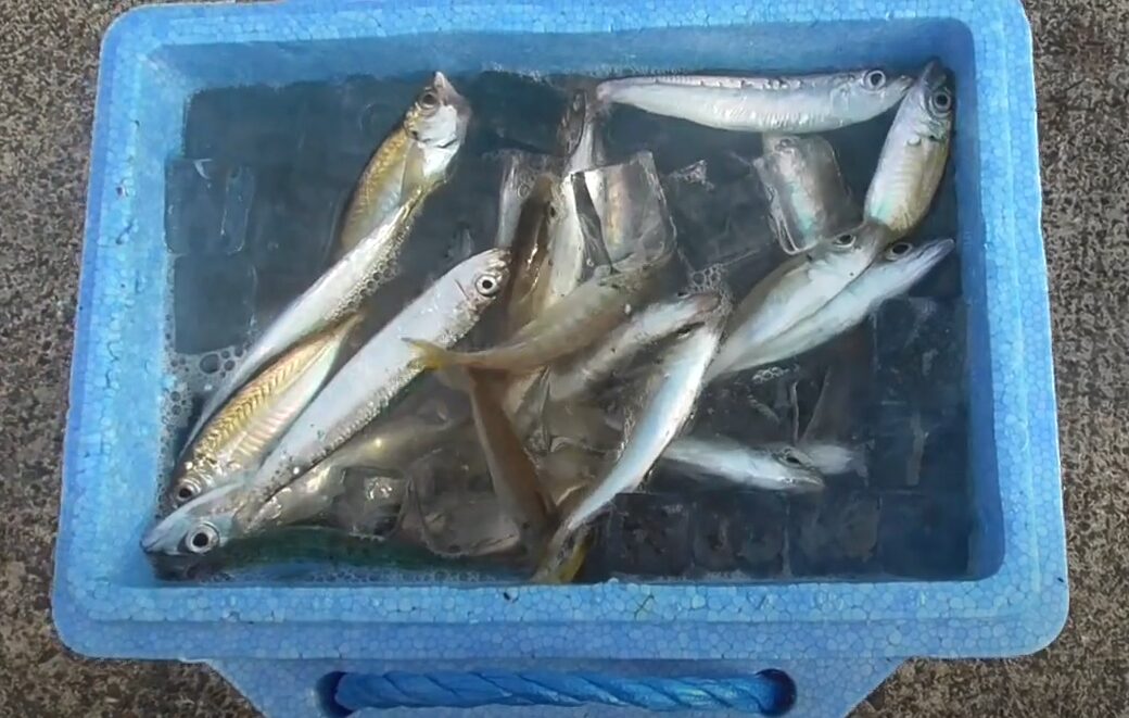 【釣り人必見】魚の冷却には「真水氷」より「海水氷」が断然おすすめな理由説明。釣太郎