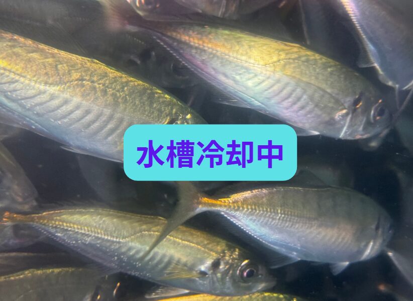 活アジ、水槽冷却しながら泳がせています。釣太郎