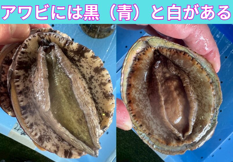 【知ってる？】アワビには「白」と「黒（青）」がある！種類と市場価値の違いを徹底解説。釣太郎