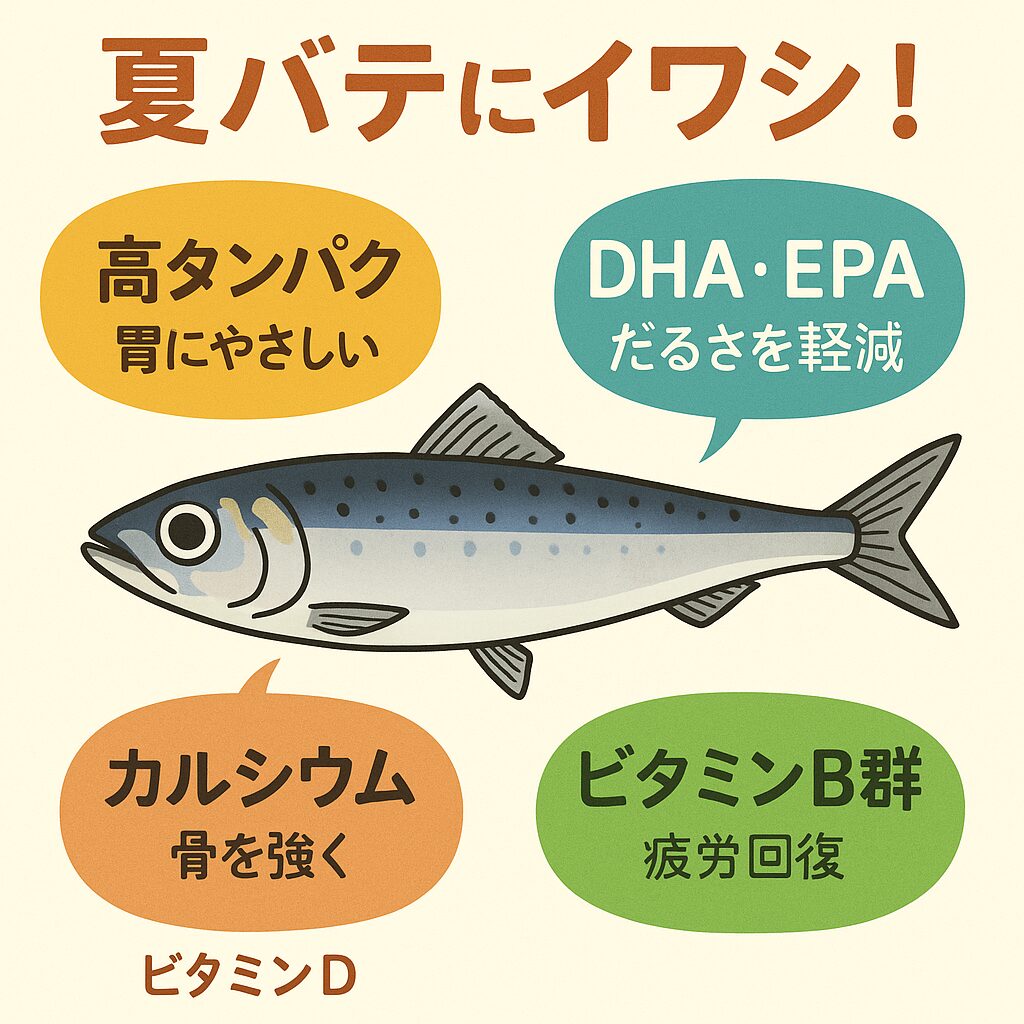 夏バテにこそ“イワシ”という選択。だるい、食欲がない、元気が出ない——そんな夏バテ状態に悩んでいるなら、今こそイワシを食べるチャンスです。豊富な栄養素が、体を内側から元気にし、精神も安定させてくれる。しかも安価で手に入りやすく、調理法も多彩。釣太郎