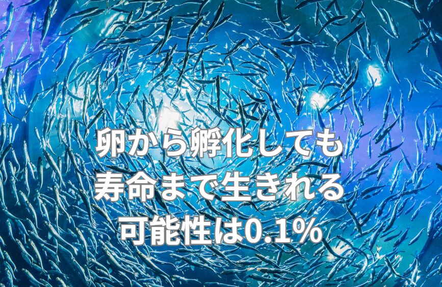 魚は卵から孵化しても、寿命まで生きられるのは、ほんの0.1〜1％。釣太郎