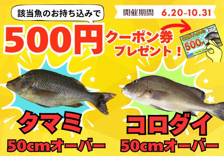 タマミ、コロダイ50㎝以上お持ち込みください。500円クーポン券差し上げます。釣太郎