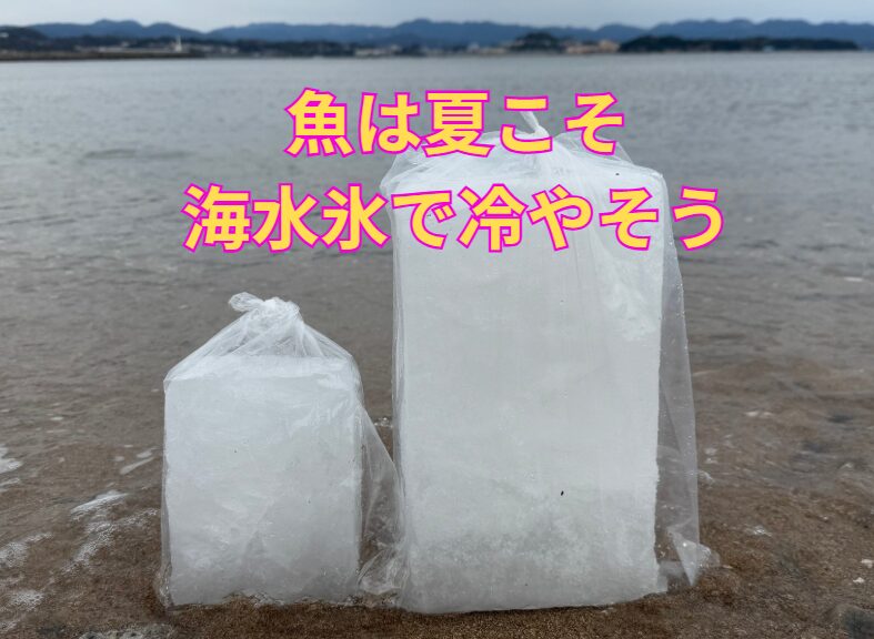 暑い夏、魚は海水氷で芯まで冷やそう。鮮度を保つためと食中毒対策はこれがベスト。釣太郎