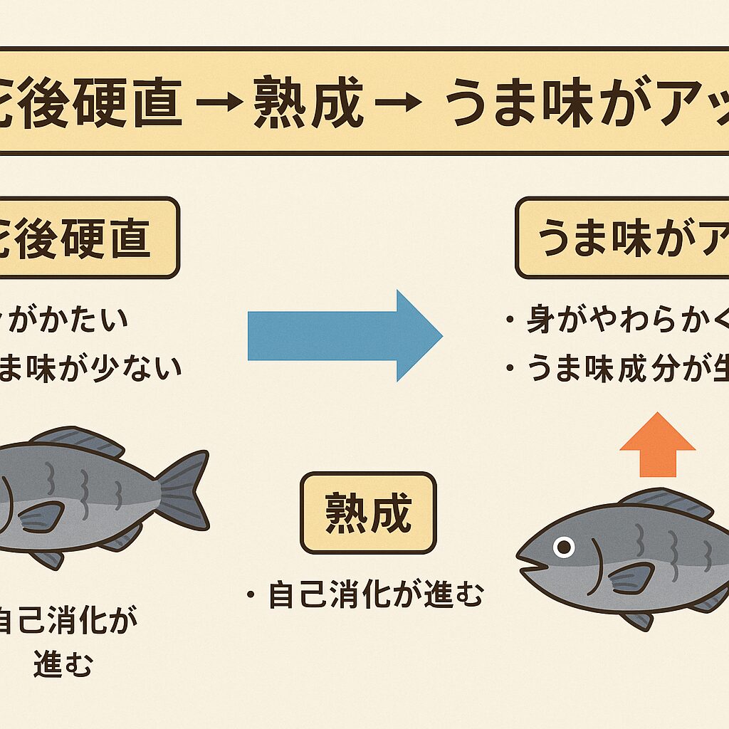 【なぜ魚は“寝かせるとうまくなる”のか？】死後硬直 → 熟成 → 旨味UPの流れをAIが科学的に解説！釣太郎