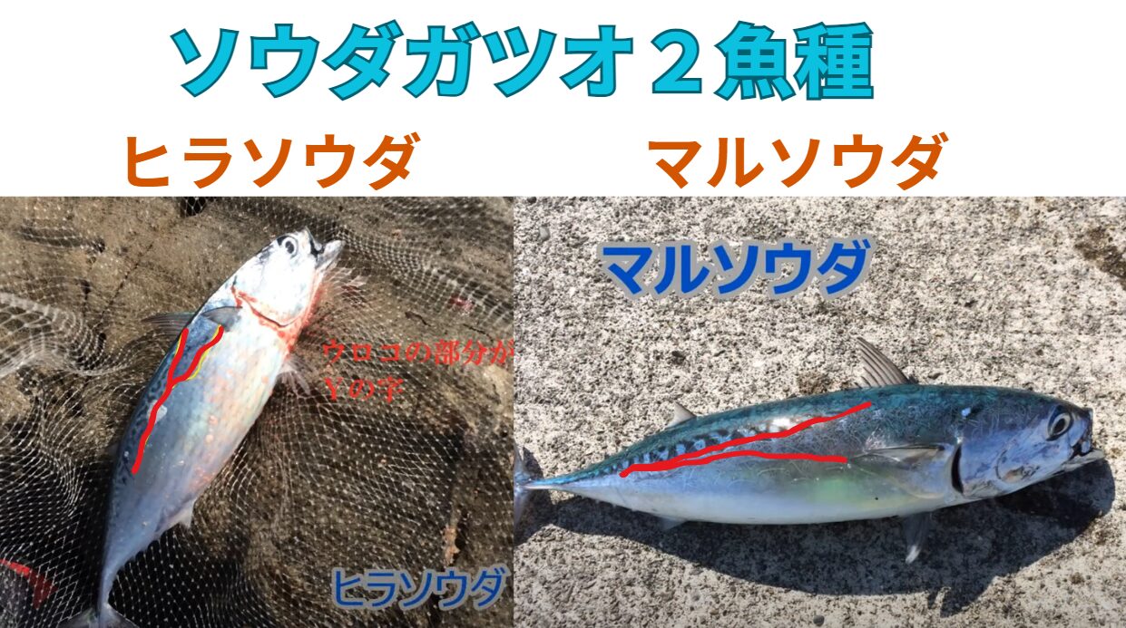 ヒラソウダとマルソウダの見分け方。うろこの形で判断！釣り場でサクッと見分けたいなら、背中のうろこの形に注目しましょう。ヒラソウダの特徴（Y字）背中のうろこ（側線の上部）がY字型に分かれる。釣太郎。体がやや平たく見える（名前の通り「ヒラ」い） ・お刺身やたたきで絶品！血合いが少なく上品な味わい ● マルソウダの特徴（V字） ・背中のうろこがV字型に切れ込む ・体が丸っこく、ずんぐりしている（名前の通り「マル」い） ・血合いが多く、刺身には不向き。加熱調理や釣りエサ向き。