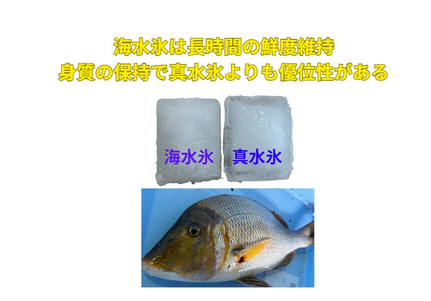 AIシミュレーションが示す通り、海水氷は長時間の鮮度維持、特に身質の保持において真水氷よりも優位性があります。釣太郎