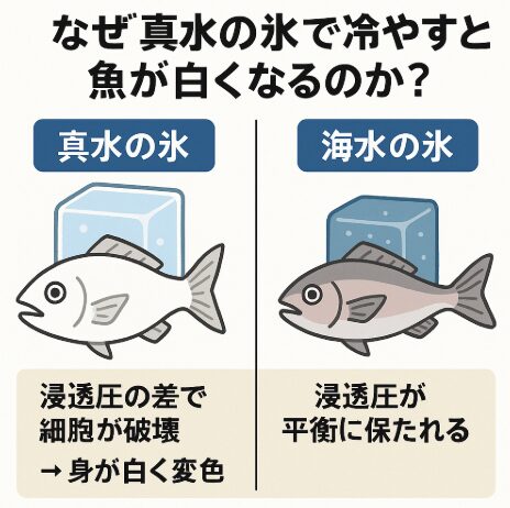 【驚きの真実】なぜ真水氷で冷やすと魚が白くなるのか？海水氷との違いをAIが科学的に解説！釣太郎