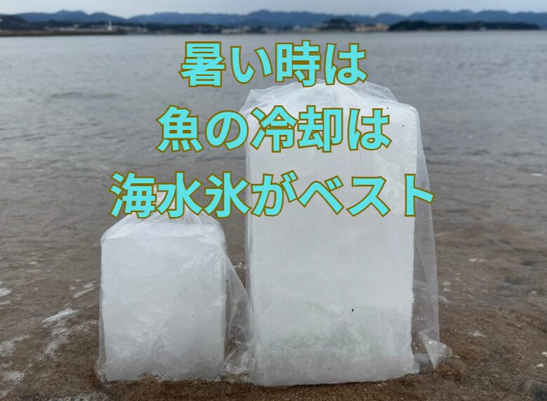 【結論】夏に真水氷で魚を冷やすのは悪いことではない。けれど、もっと効果的なのは“海水氷”です！釣太郎