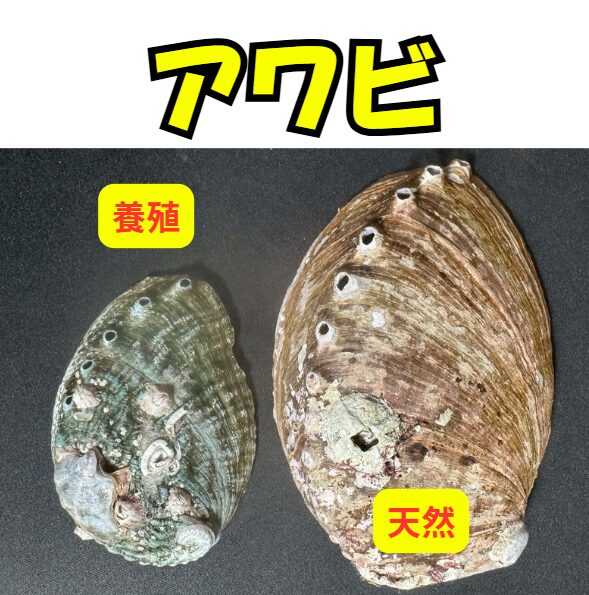 養殖アワビと天然アワビの違いとは?見た目・味・価格・価値まで徹底解説!釣太郎