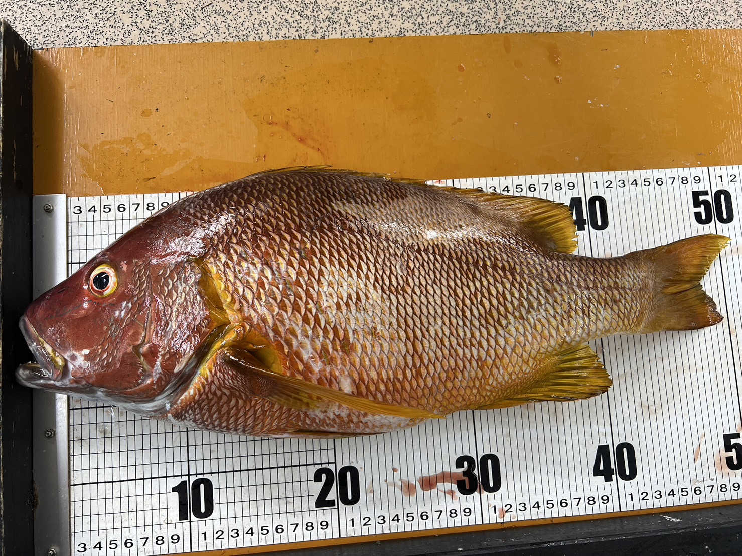 シブダイ（笛鯛）はなぜ「別格に美味」と言われるのか？釣り人・食通も唸るその理由を解説。釣太郎