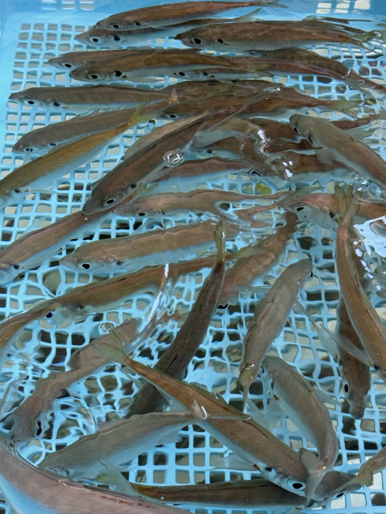 すさみ地磯でキロアップアオリイカ6杯合計。活アジより死にアジのほうがあたりが多かったようです。アオリイカも暑さで体力がなくなっている？釣太郎