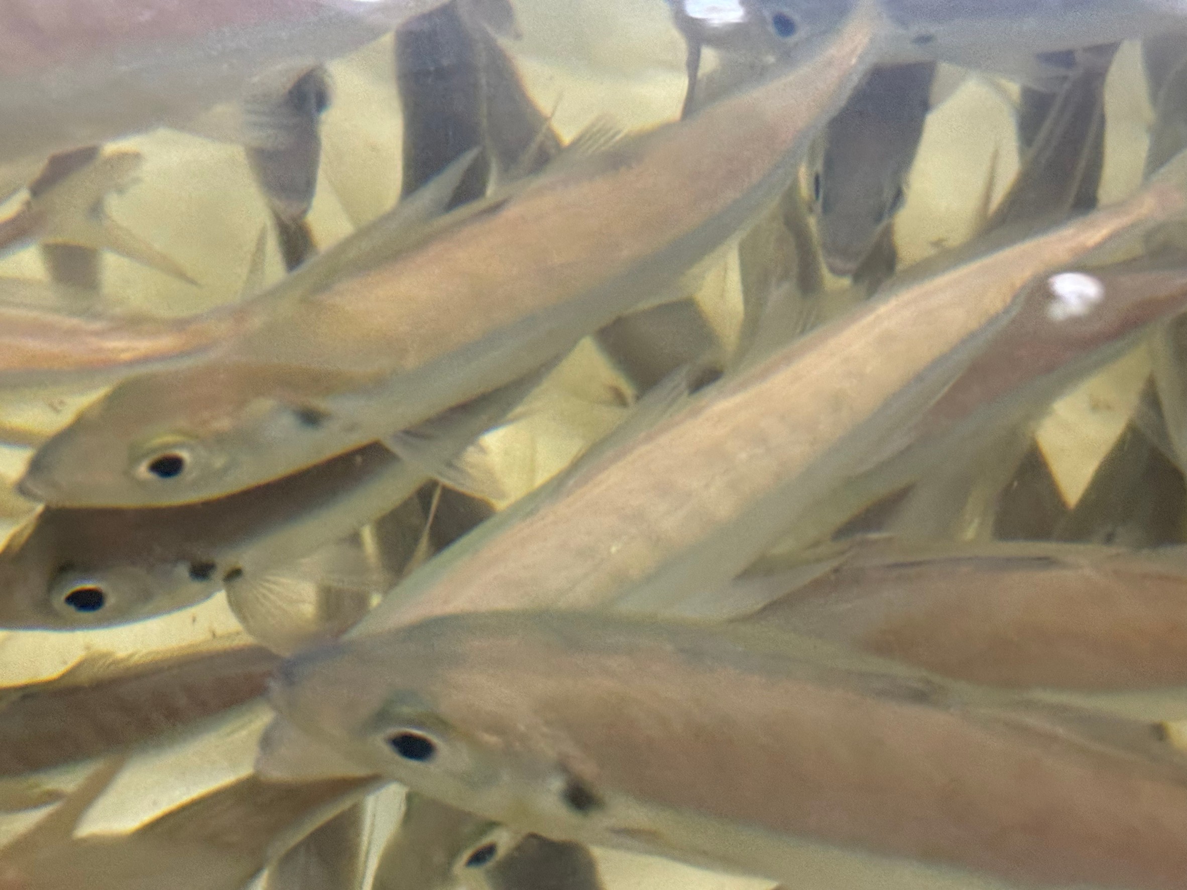 猛暑が続きますが、活アジ朝夕のみ売れています。アオリイカまだ釣れます。釣太郎