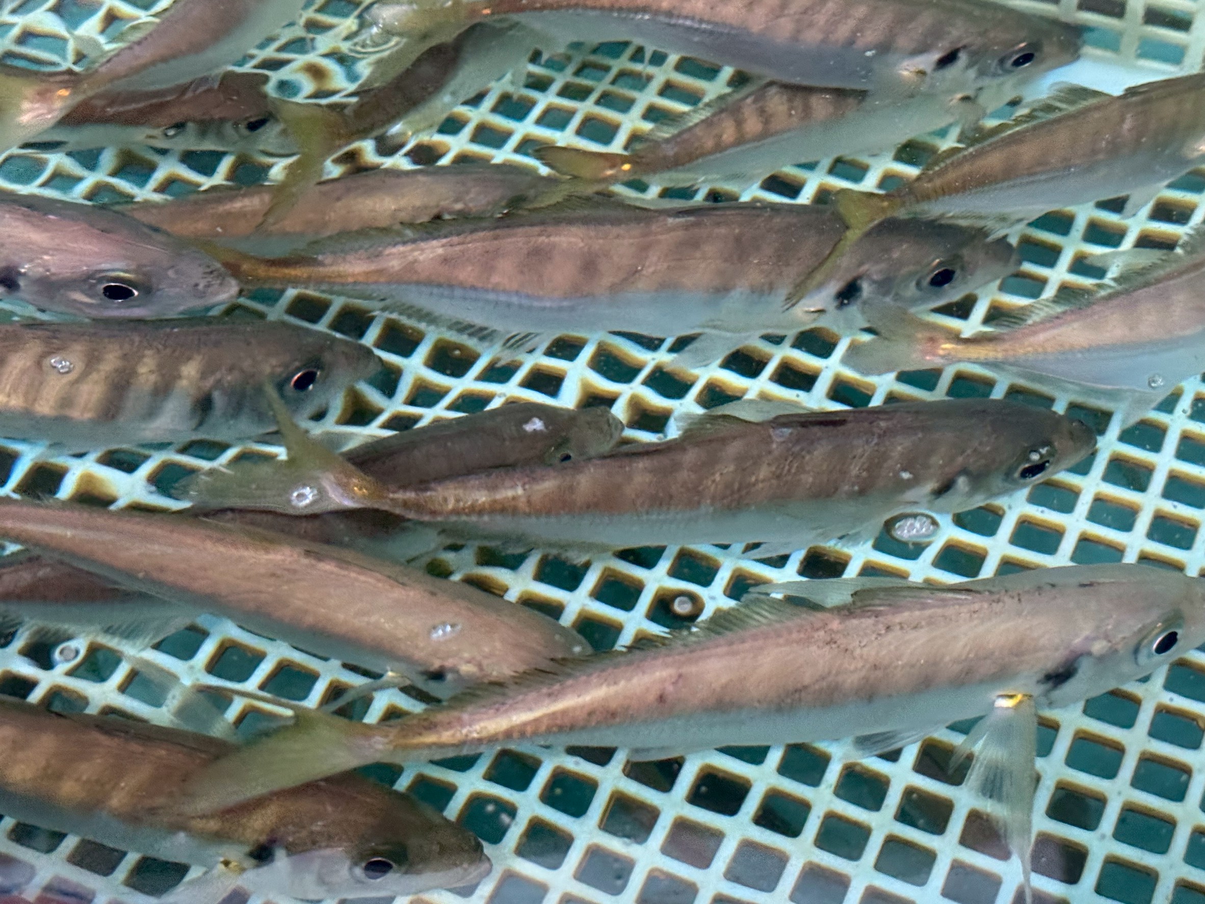 夏アオリイカ釣り。活アジあります。釣太郎