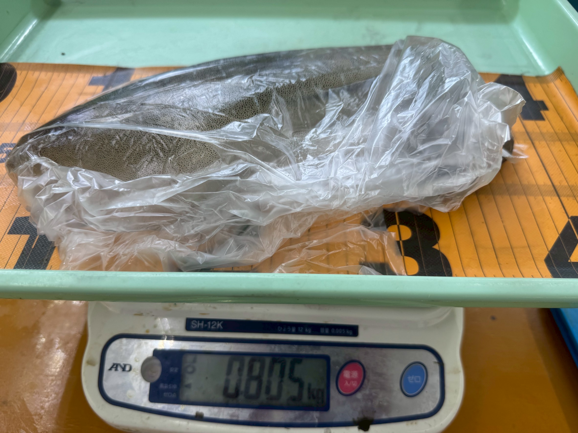 アオリイカ810ｇ、やんエ釣り釣果。1っ頭目から来たそうです。7月1日。釣太郎