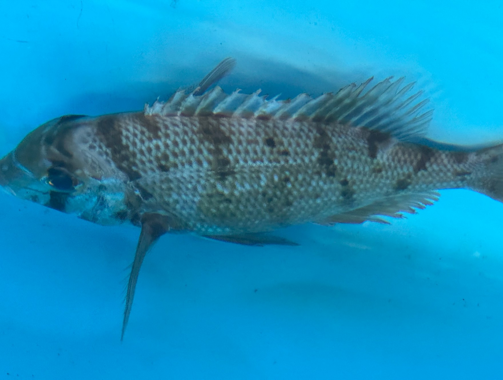 夏の食卓を彩る逸品！メイチダイの魅力に迫る。釣太郎