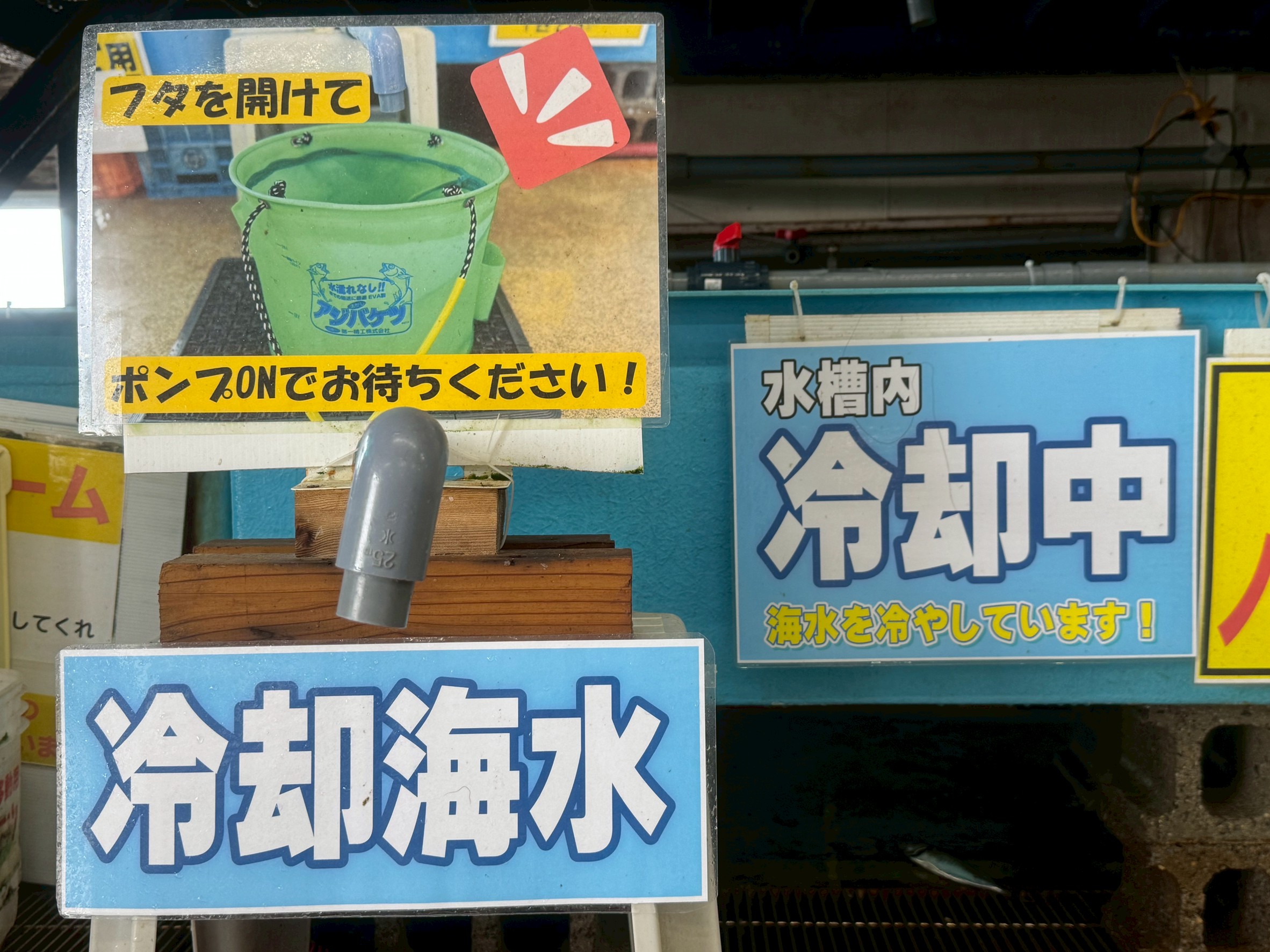 活アジ冷却しています。朝夕に集中し売れています。アオリイカまだ釣れています。釣太郎