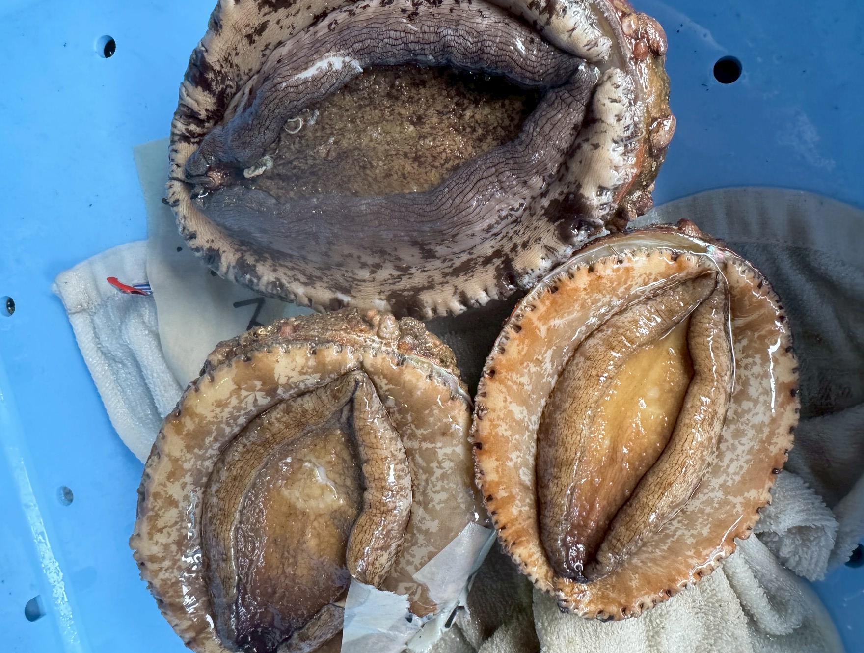 アワビの秘密：青と白、その違いと価値を探る！釣太郎