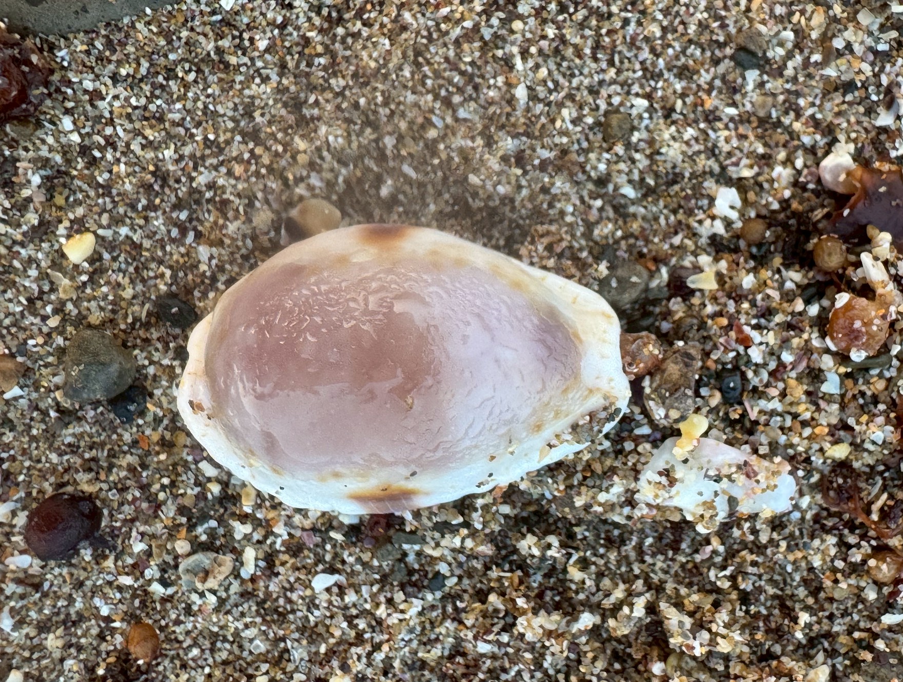 必見！】せっかく拾ったのに！？砂浜の貝殻が臭いのはなぜ？驚きの理由