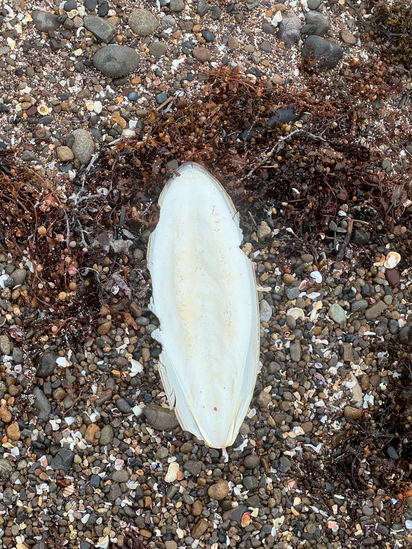 【実録】モンゴウイカの甲羅が減った?昔は山のようにあったのに…その理由を徹底解説!釣太郎