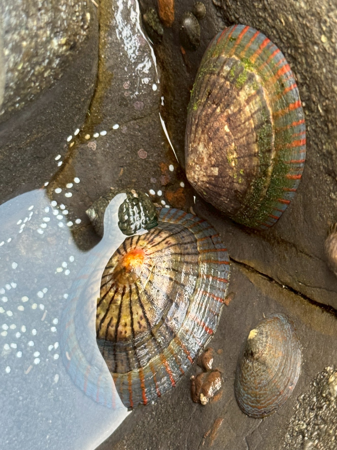 カサガイとは？磯遊びや釣り人必見の身近な貝の正体を徹底解説！釣太郎