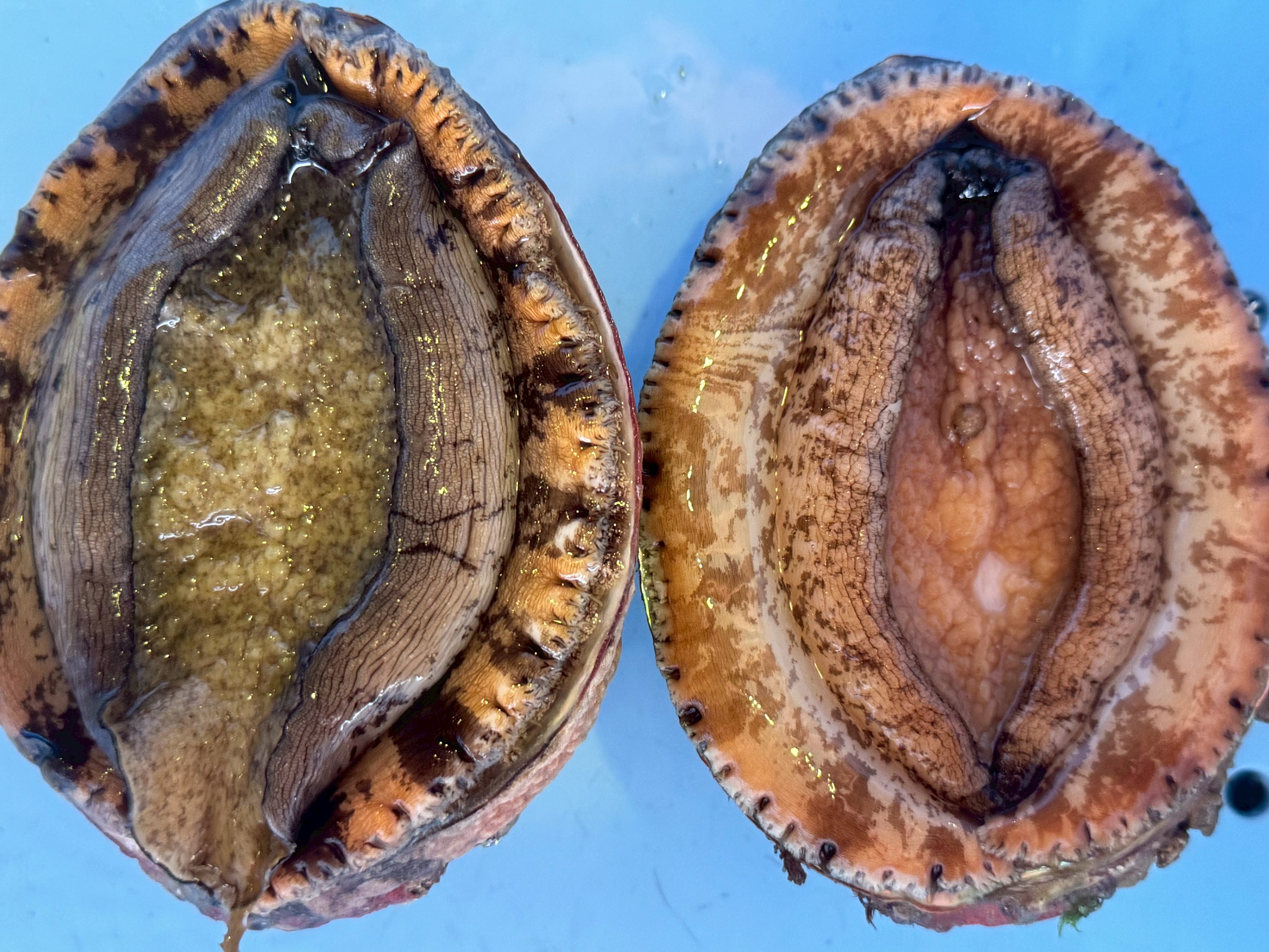 知っているようで知らない高級食材「アワビ」の魅力に迫る!釣太郎