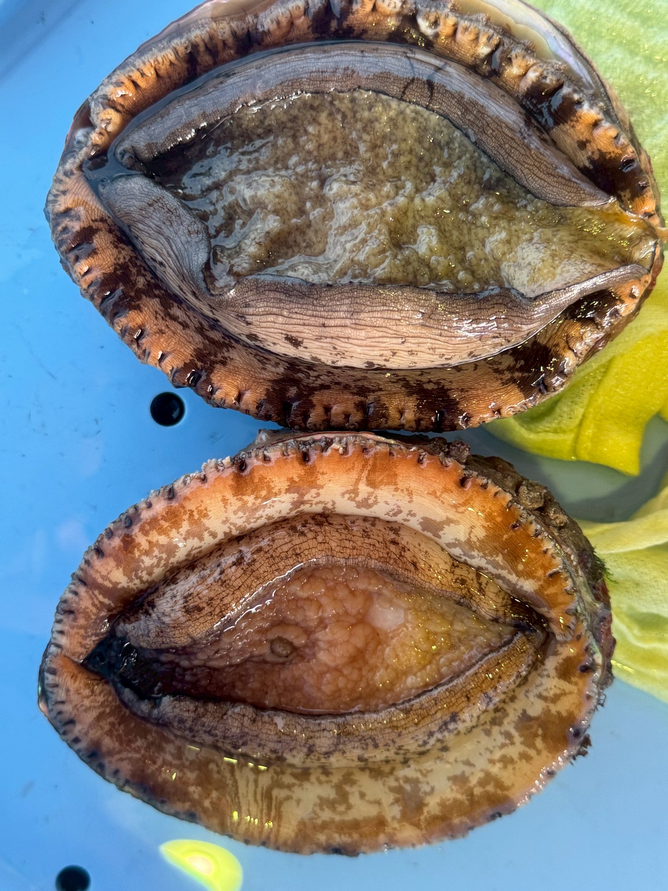 【アワビ徹底解説】旬はいつ？養殖と天然の違い・価格差・意外な生態まで！釣太郎