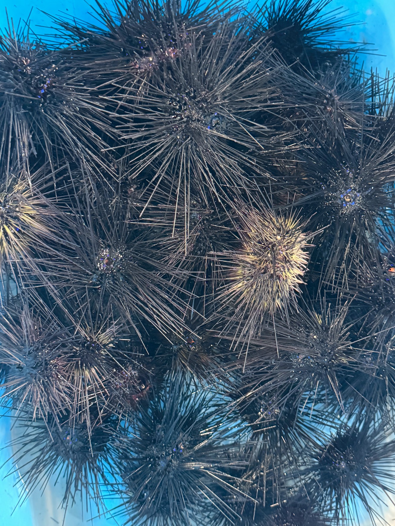 みなべ店、ウニ入荷しました。白浜店も在庫予備あります。釣太郎