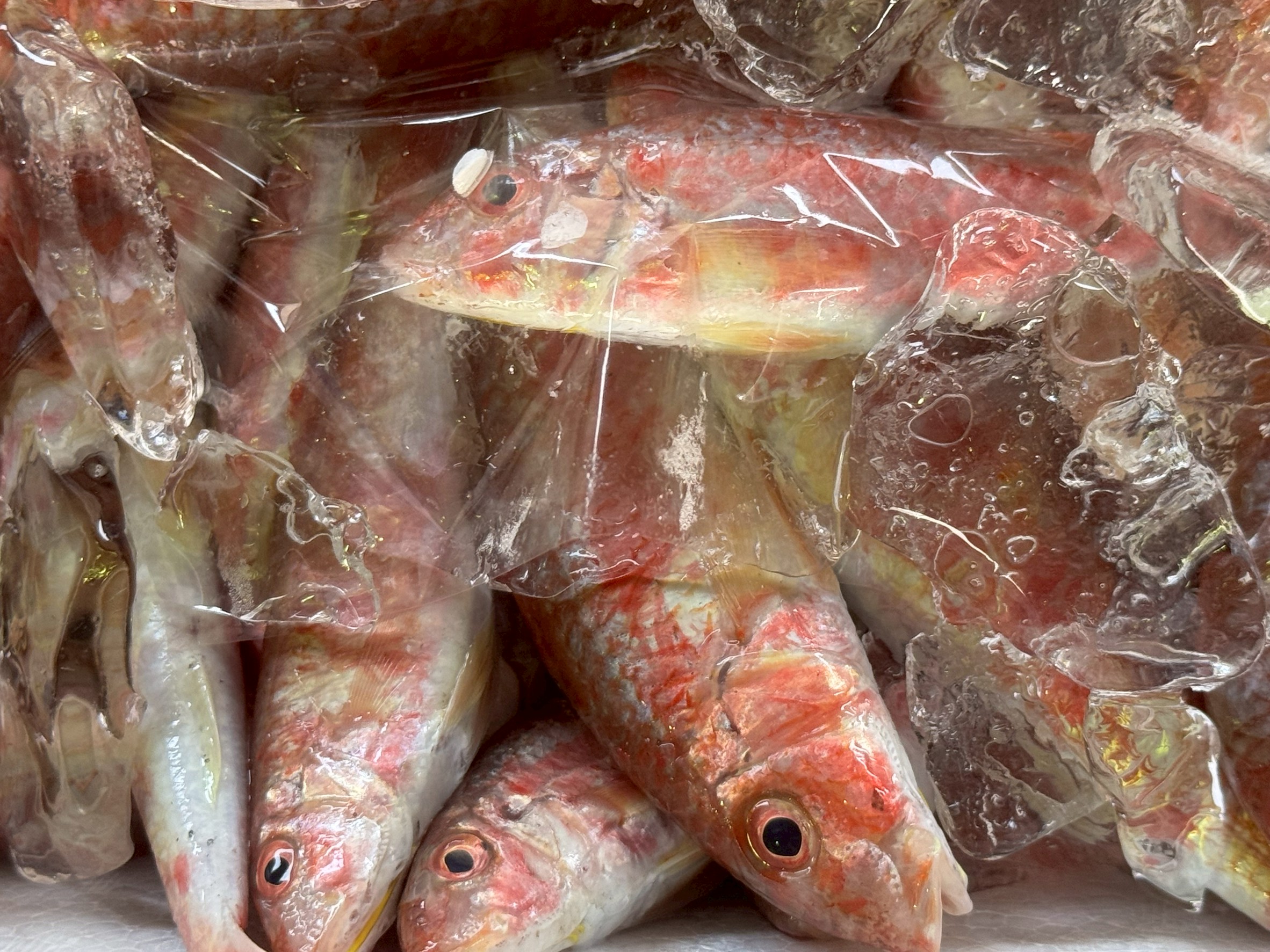 ヒメジはなぜ日本で安価なのにフランスでは高級魚なのか？【価値観の違いを徹底解説】釣太郎