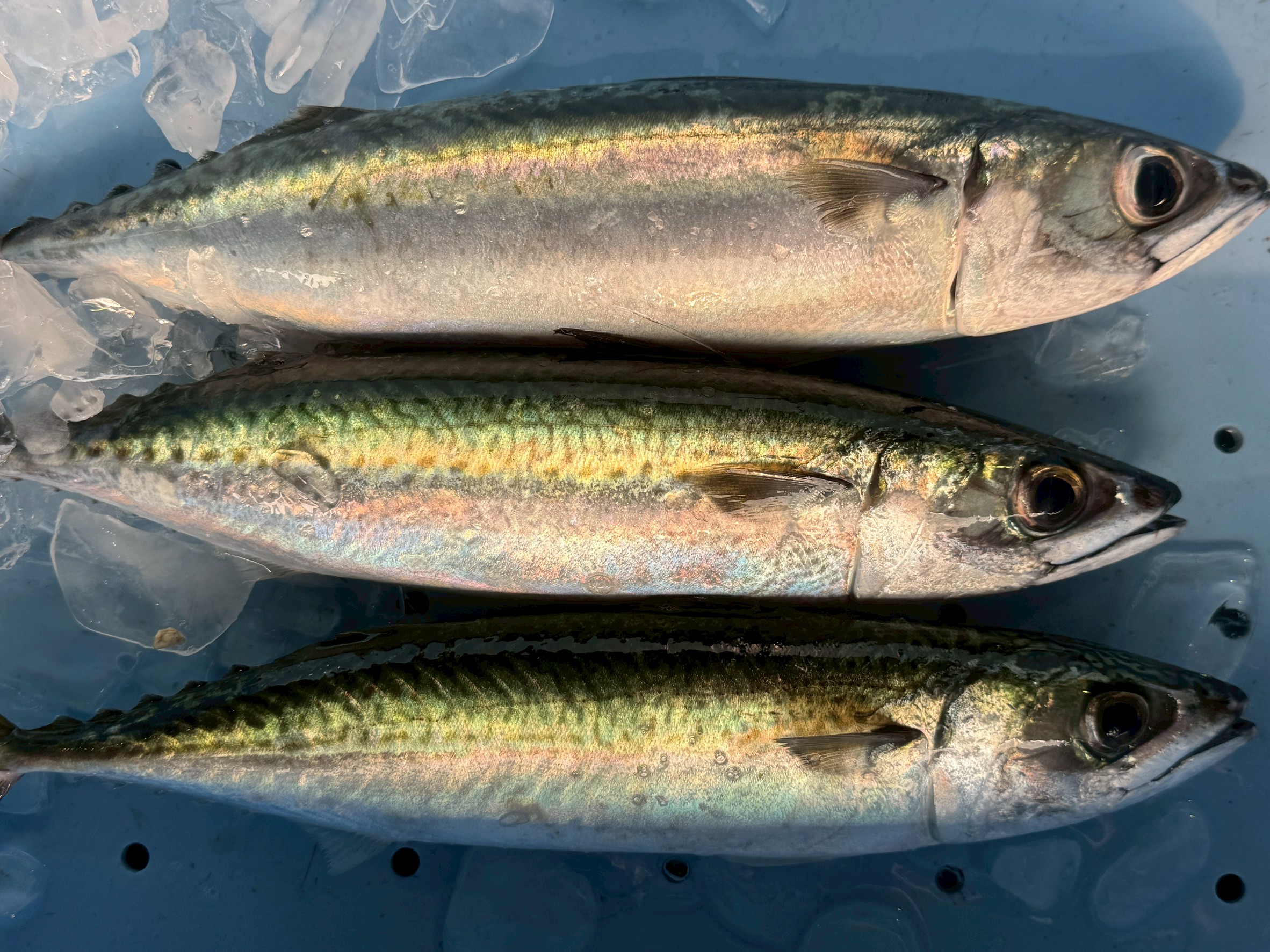 【サバを制する者は魚を制す】実は奥が深いサバの味。ラーメンと同じく好みが分かれる“魚の王道”。釣太郎