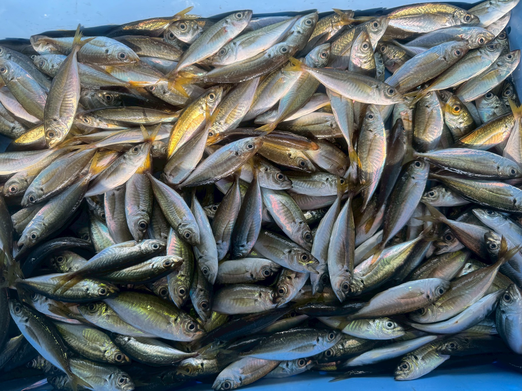 アジの成長速度は驚異的！ 1年でどれくらい大きくなる？40cmの大物になるには何年必要？釣太郎