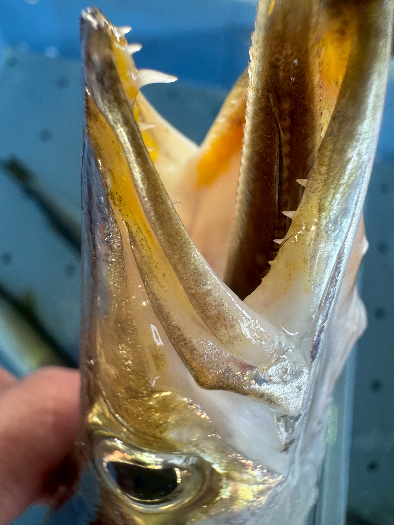 【必見】カマス好きを唸らせる！この鋭い牙こそが、美味の証。釣太郎