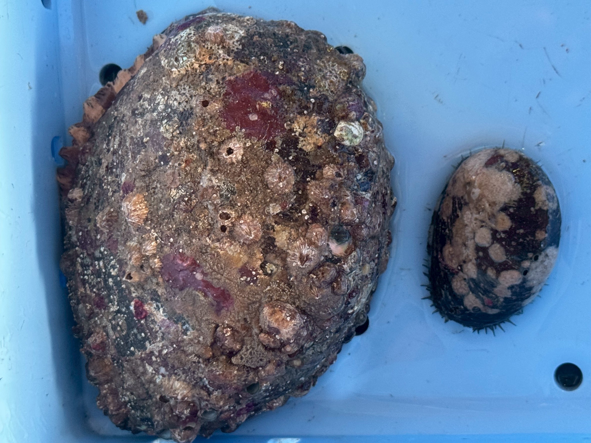 【誤解多し】トコブシ（ながれこ）はアワビの子供ではない！？その違いをAIが徹底解説！釣太郎