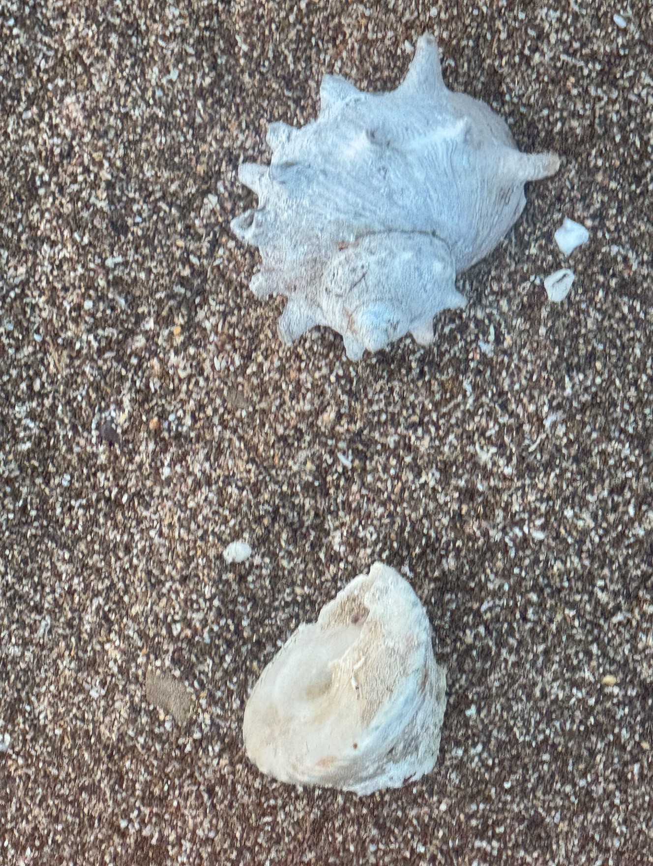 貝殻が砂になるまでの年数は、貝殻の種類、大きさ、厚み、そして環境条件（波の強さ、水温、pHなど）によって大きく異なりますが、一般的には数十年から数百年かかると言われています。釣太郎