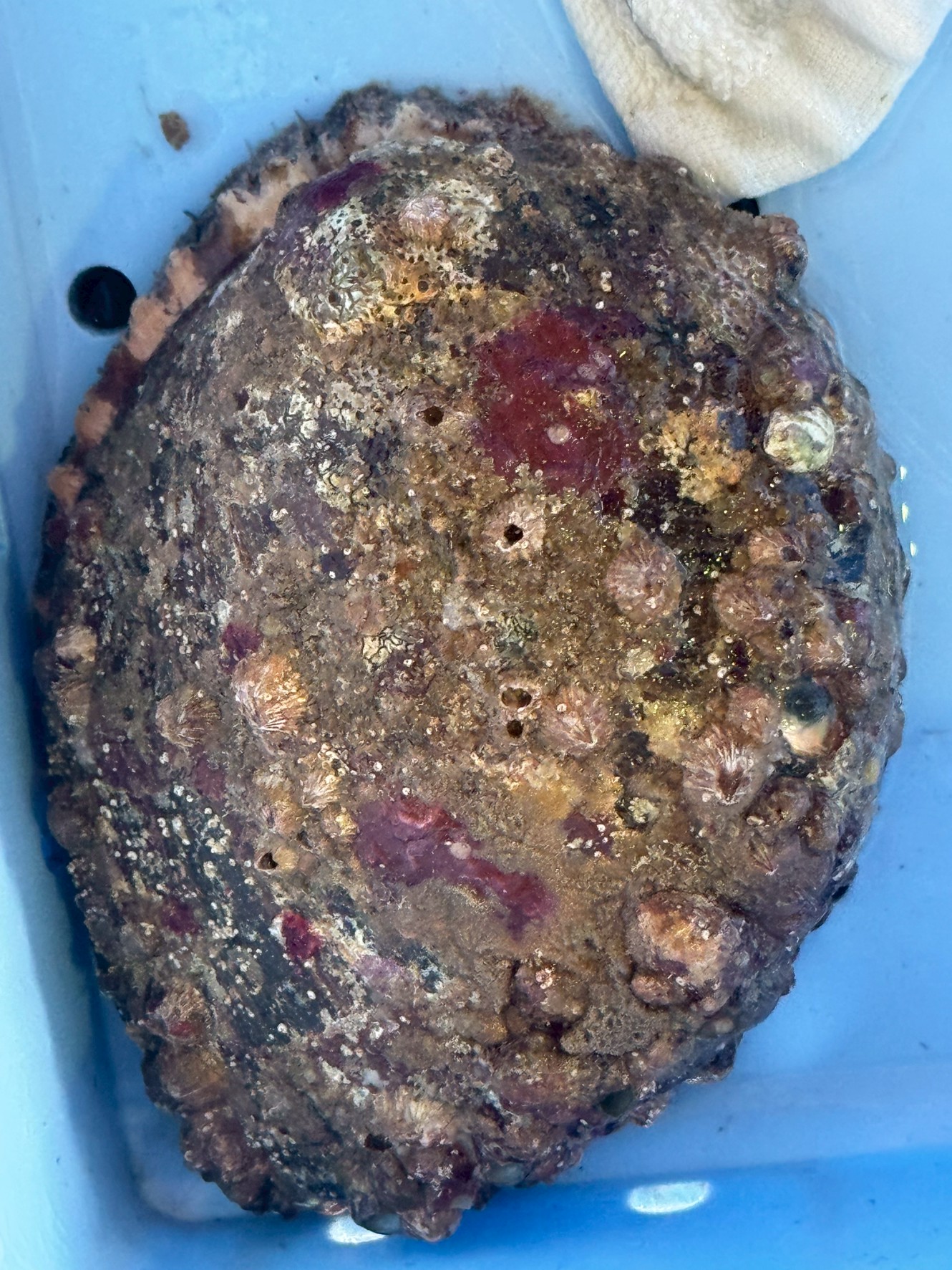 アワビの正体に迫る!高級食材の知られざる生態と「白」「黒」の違い、そして養殖の真実解説。釣太郎