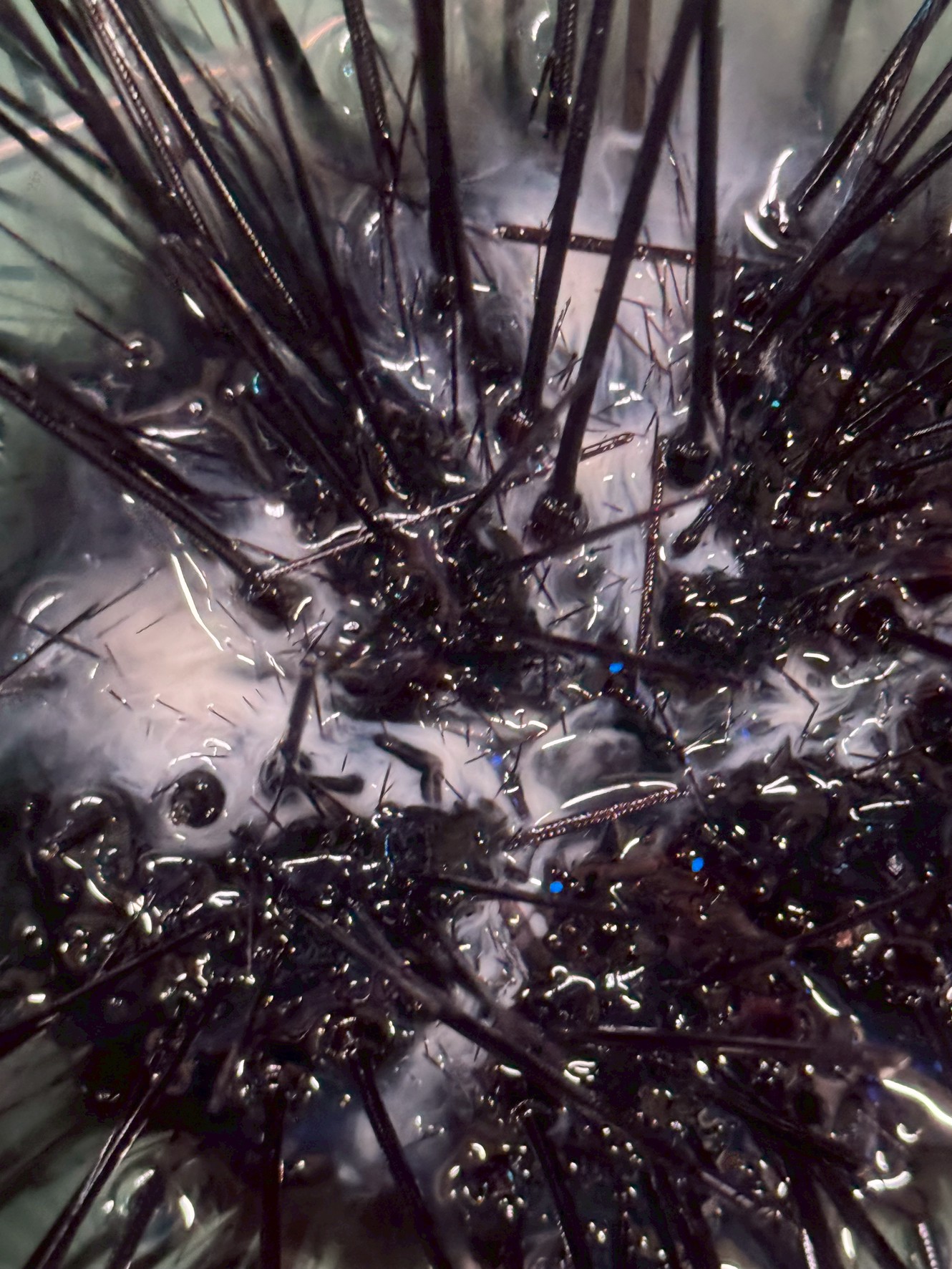 【石鯛釣り師必見】7月のガンガゼウニは産卵期で弱る!それでも南紀の磯で釣れる理由とは?釣太郎