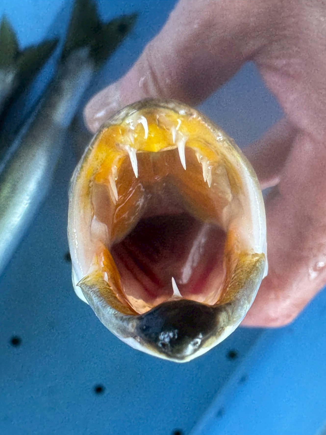 魚は“歯”で語る！カマスに見る鋭い歯から分かる食性と捕食能力. 釣太郎