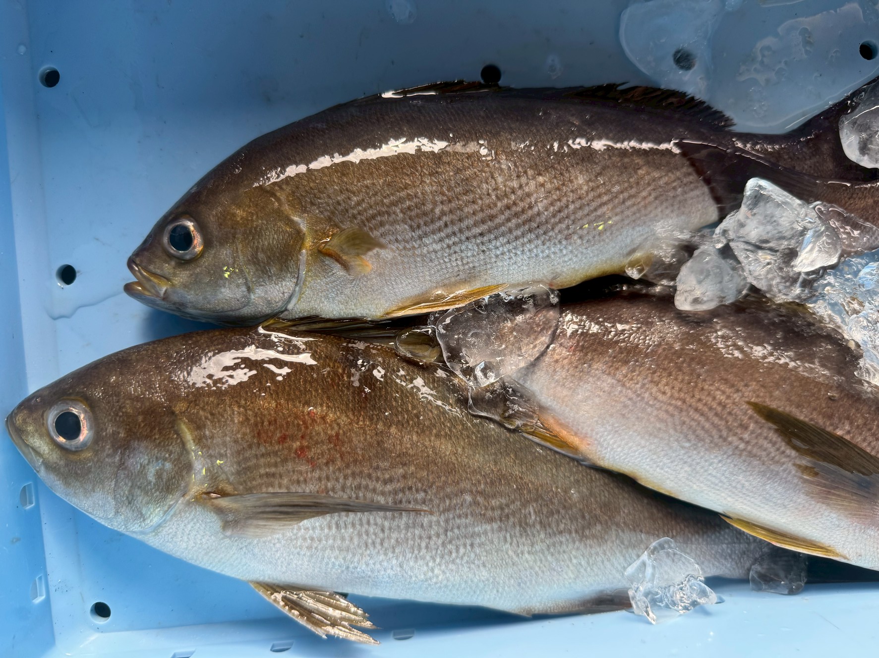 【2025年7月最新】イサギは半数が産卵を終えた段階に！釣果・味・選び方に注意！釣太郎