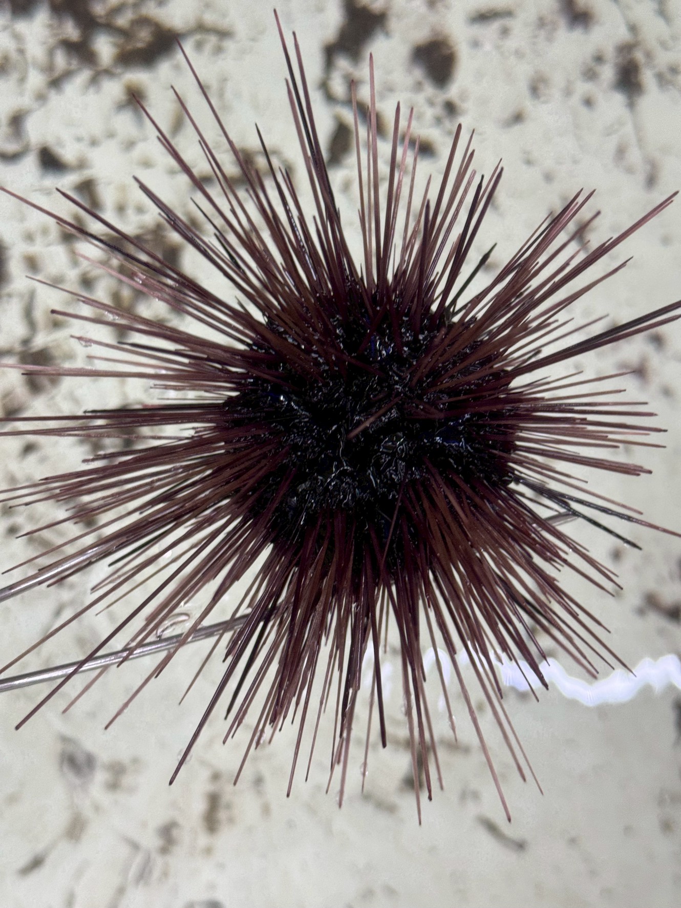 ウニ、みなべ店は本日、白浜店は明日入荷予定。石鯛釣りエサ。釣太郎